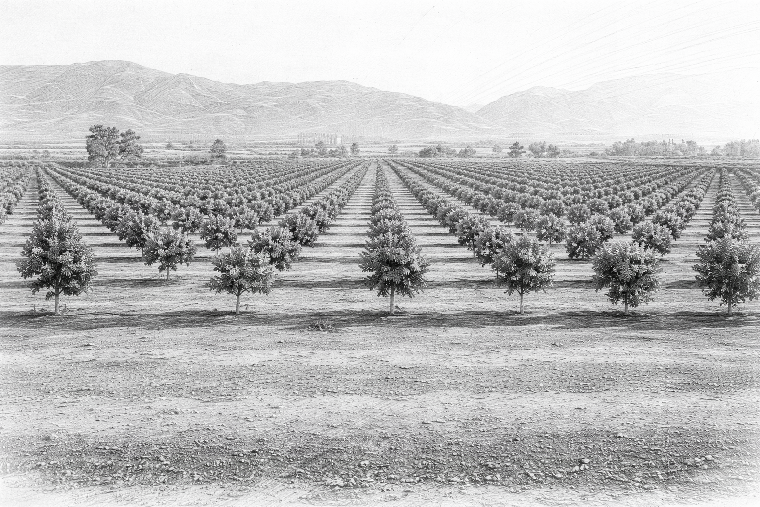 California agricultural land